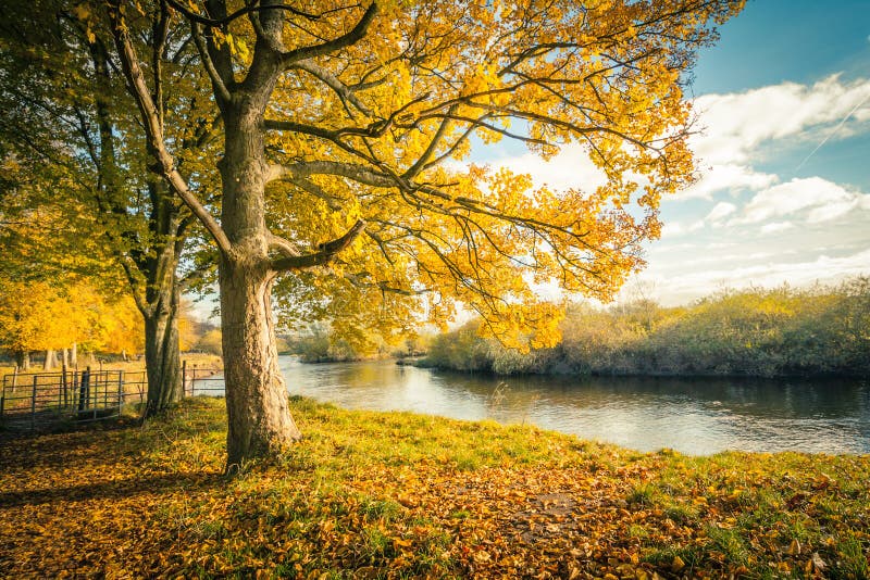 Beau, d'or paysage d'automne avec des arbres et feuilles d'or au soleil en Ecosse