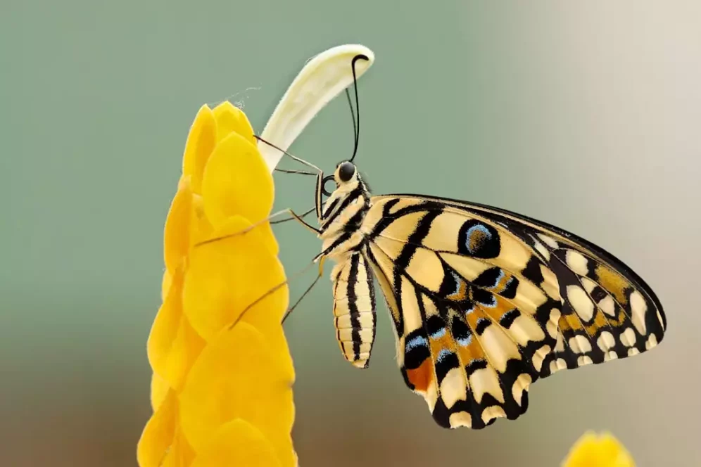 Découverte d'une nouvelle espèce de papillon en Amazonie