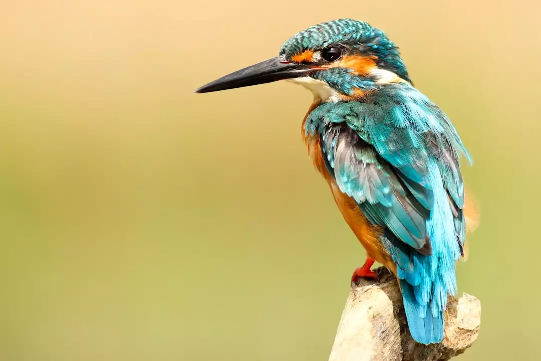 La migration des oiseaux : un phénomène fascinant