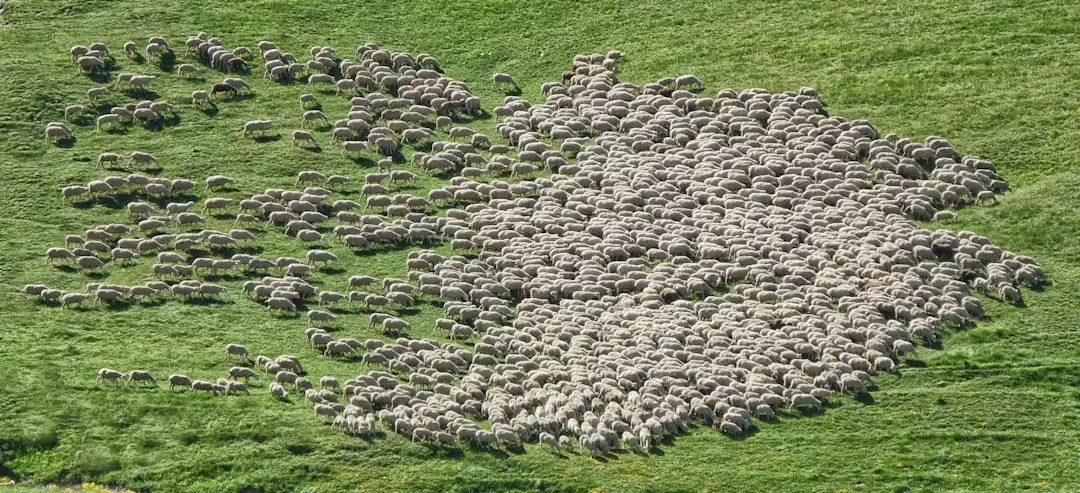 Les différentes étapes de la reproduction chez les animaux